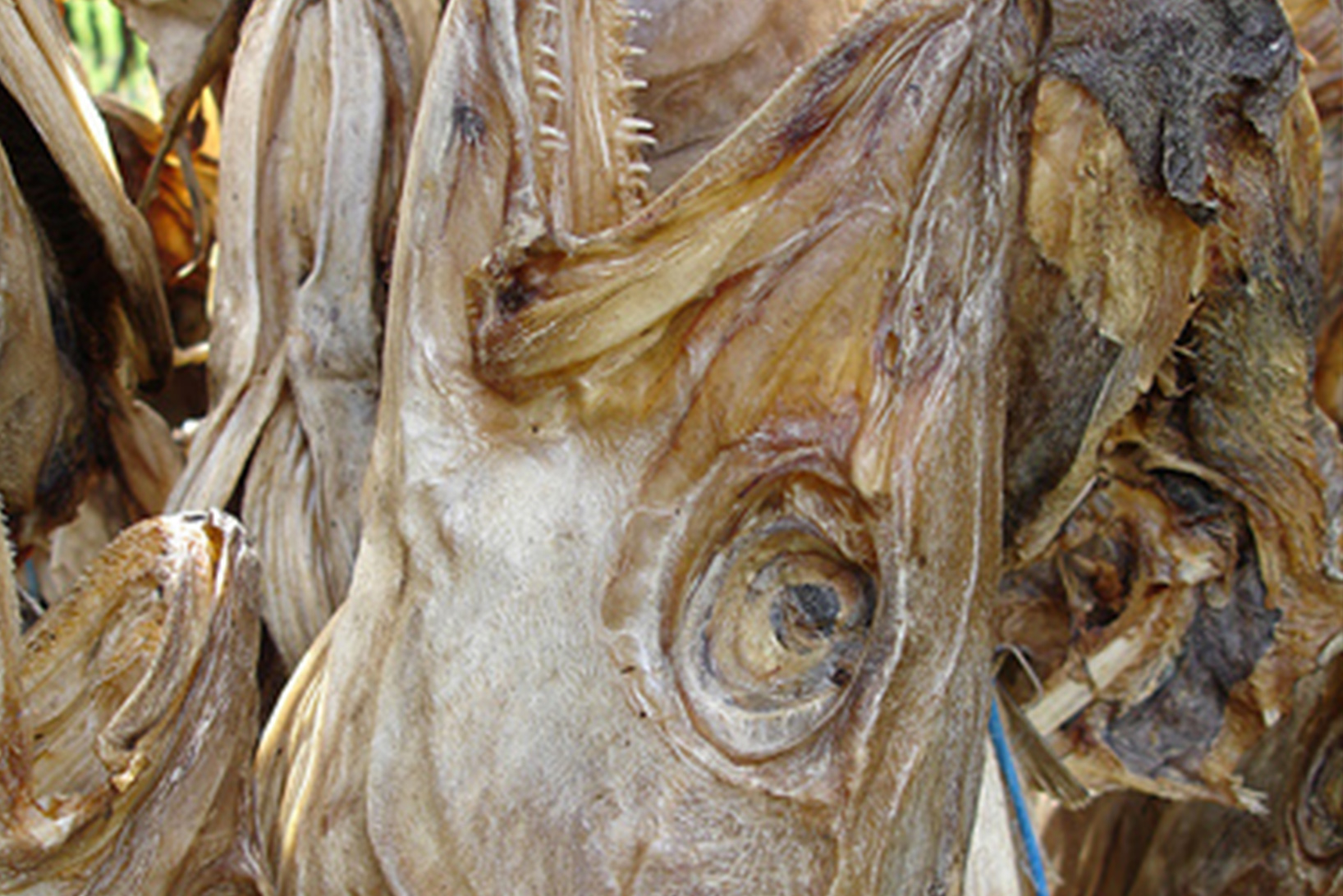 Dried Fish Head