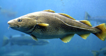 Norwegian Cod