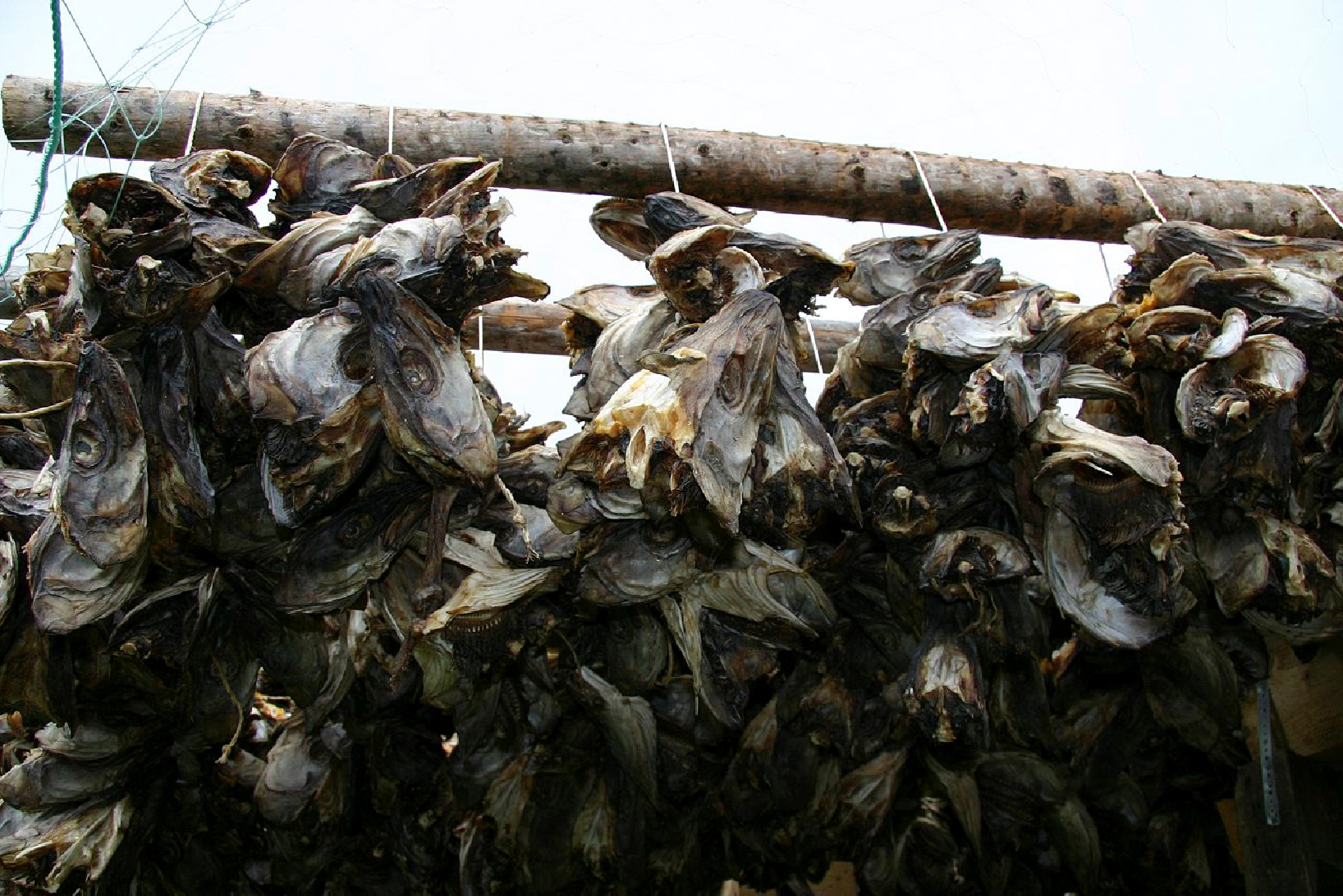  Norwegian Stockfish Whole or Cut 10lbs : Grocery